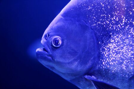 fish piranha macro face detail blue color water background