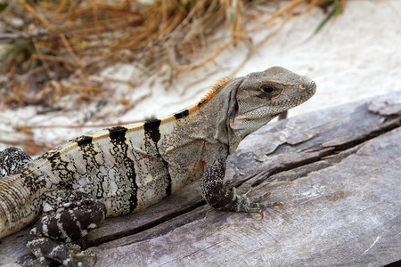 Iguana Mexico reptilian on aged gray wood near beach sandの写真素材