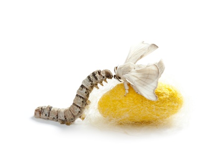 butterfly of silkworm with cocoon silk worm showing the three stages of its lifeの写真素材