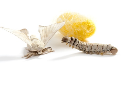 butterfly of silkworm with cocoon silk worm showing the three life stages