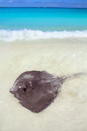 southern stingray Dasyatis americana in Caribbean beach Contoy Mexico