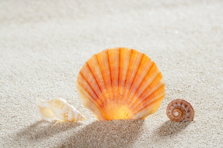 beach shell and snail in white sand like a summer vacation background
