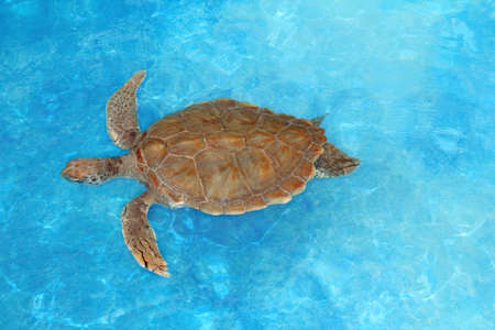 Green sea Turtle Chelonia mydas  Cheloniidae in  Caribbean sea surfaceの写真素材
