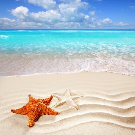 caribbean starfish over wavy white sand beach such a summer vacation symbol