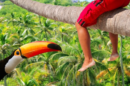 Caribbean inclined palm tree beach with tourist sitting riding the trunk and toco toucan