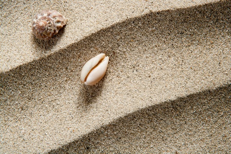 closeup macro of shell and sea snail over beach sandwith  wavy texture such a summer vacation backgroundの写真素材