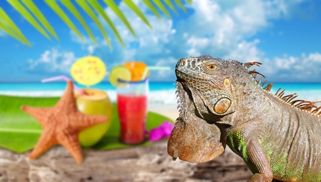 Iguana on Mexico tropical beach with cocktail coconut and starfish blurred backgroundの写真素材