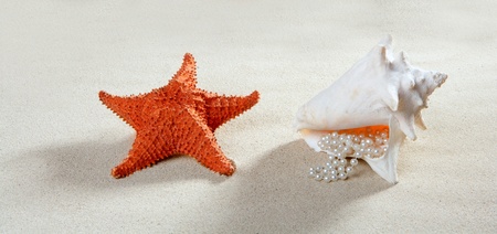 beach sand with starfish and  pearl necklace shell like a summer vacation symbolの写真素材