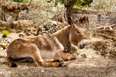 Donkey mule sitting in Mediterranean olive tree shade in Mallorca island