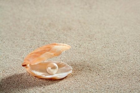beach white sand pearl shell clam macro closeupの写真素材