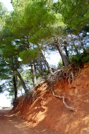Mediterranean pine forest track with tree roots viewable in Majorca