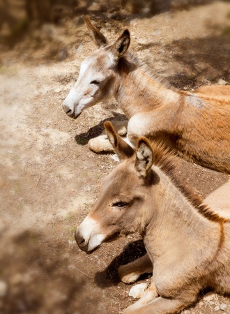 Donkey mule in s mediterranean olive tree field of Majorca Spainの写真素材