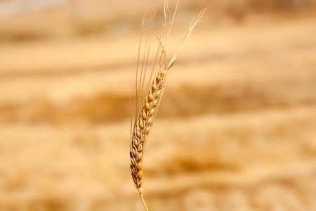alone cereal spike in wheat golden field