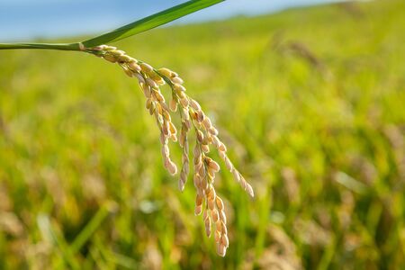 Cereal rice fields with ripe spikes closeup macroの写真素材