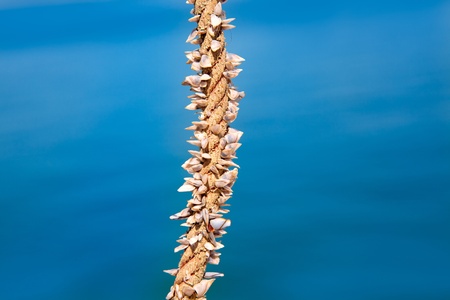 Barnacles growing in marine rope, sailor must be careful with hands