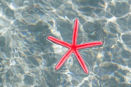 Red starfish floating on white sand beach riple water
