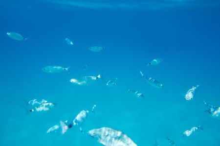 Saddled bream fish school underwater mediterranean in balearic islandsの写真素材