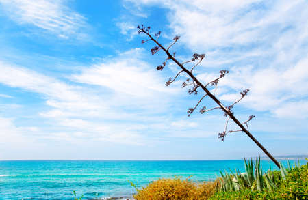 Agave flower like Mediterranean scenery in Formentera Balearic islands Migjornの写真素材