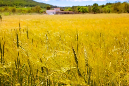 Ibiza island golden wheat fields of mediterranean agricultureの写真素材