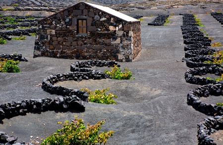 Lanzarote La Geria vineyard on black volcanic soil in Canary Islandsの写真素材