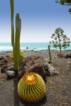 El Golfo in Lanzarote cactus of Atlantic shore at Canary Islandsの写真素材