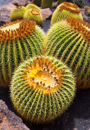 Lanzarote Guatiza cactus garden Cactaceae Echinocactus Macrocentra from Mexicoの写真素材