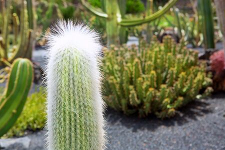 Lanzarote Guatiza cactus garden Cactaceae Cephalocereus Senella from Mexicoの写真素材