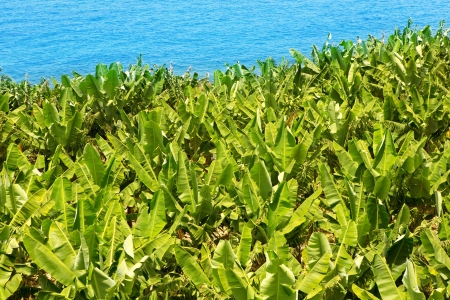 Canarian Banana plantation near the ocean in La Palma Canary Islandsの写真素材