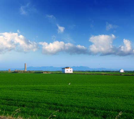 green rice fields in El Saler at Valencia Spain in sunny spring dayの写真素材