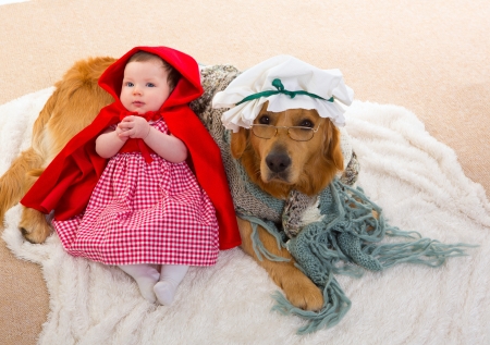 Baby Little Red Riding Hood with wolf dog dressed as grandma golden retrieverの写真素材