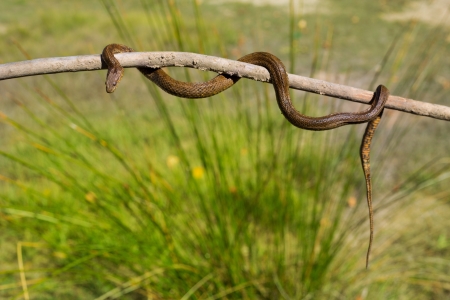 River snake on wooden stick with blurred background outdoorの写真素材
