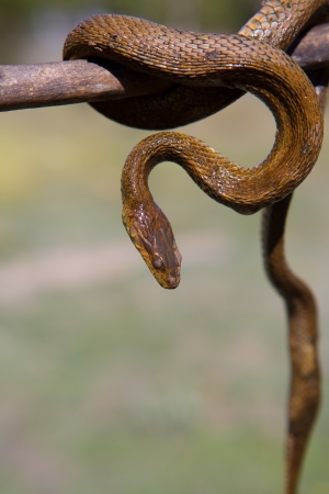 River snake on wooden stick with blurred background outdoorの写真素材