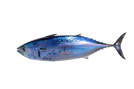 Little tunny tuna fish Euthynnus affinis isolated on whiteの写真素材