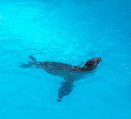 Seal swimming in blue saltwater in sunny dayの写真素材