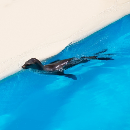 Seal swimming in blue saltwater in sunny dayの写真素材