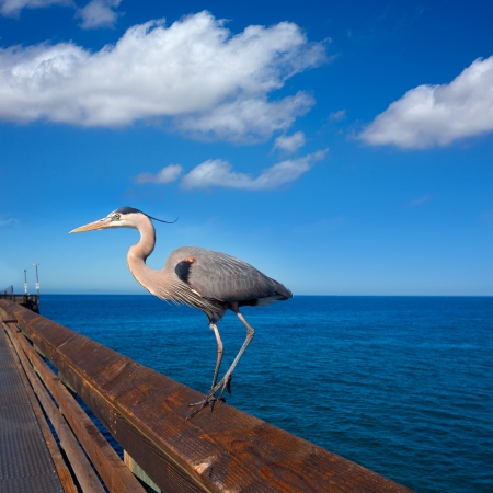 Great blue Heron Ardea cinerea in Newport pier California USAの写真素材