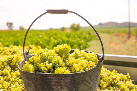 chardonnay harvesting with wine grapes harvest in Mediterraneanの写真素材