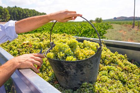 chardonnay harvesting with wine grapes harvest in Mediterraneanの写真素材