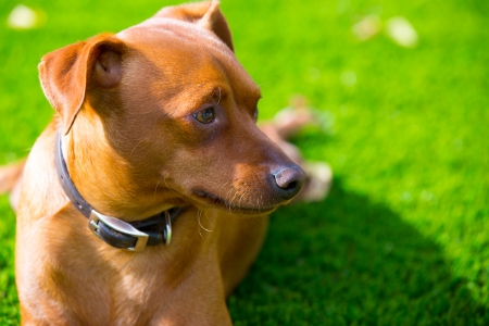 Mini pinscher brown little dog portrait lying in lawn relaxedの写真素材