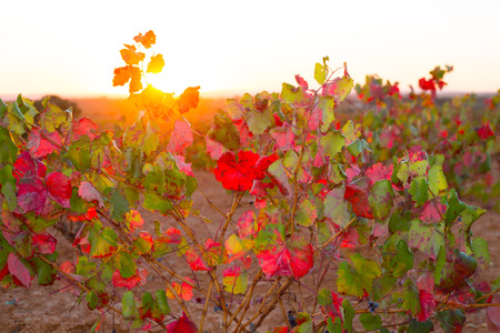 Autumn golden red vineyards sunset in Utiel Requena at Spainの写真素材