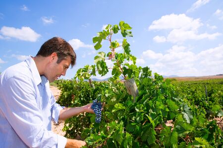 Winemaker oenologist checking Tempranillo wine grapes ready for harvest in Mediterraneanの写真素材