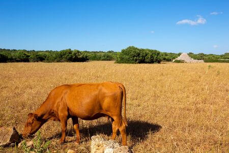 Menorca brown cow grazing in golden field near Ciutadella at Balearic islandsの写真素材