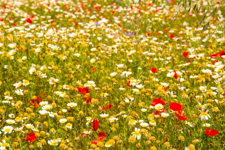 Menorca spring field with poppies and daisy flowers in Balearic Islandsの写真素材