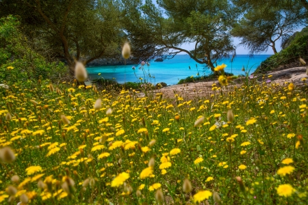 Cala Macarella Ciudadela Menorca turquoise Mediterranean from spring yellow daisy flowers