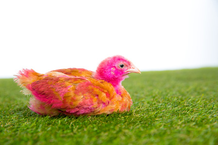 chicken chick hen pink painted on turf grass and white backgroundの写真素材