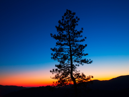 Sunset in Yosemite National Park with tree silhouettes at California USA