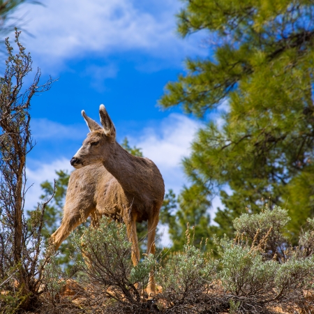 Elk Deer grazing in Arizona Grand Canyon National Park USAの写真素材