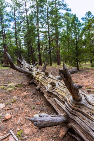Pine tree forest in Grand Canyon Arizona USAの写真素材