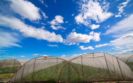 Greenhouse with chard vegetables under dramatic blue sky in Mediterranean Spainの写真素材