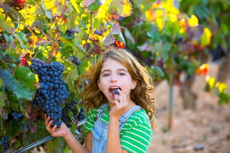 Farmer kid girl in vineyard eating grape autumn leaves in mediterranean fieldの写真素材